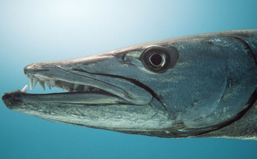 Close up of a great barracuda while diving