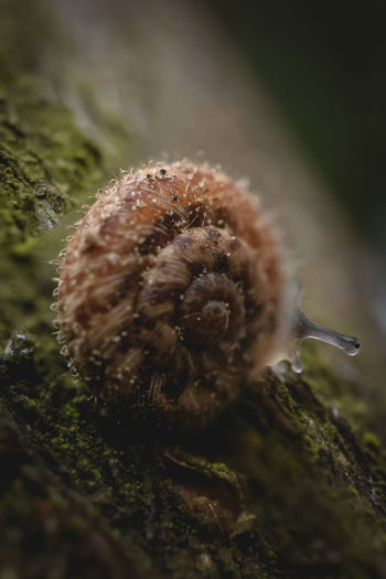 Macro shot of snail on tree bark