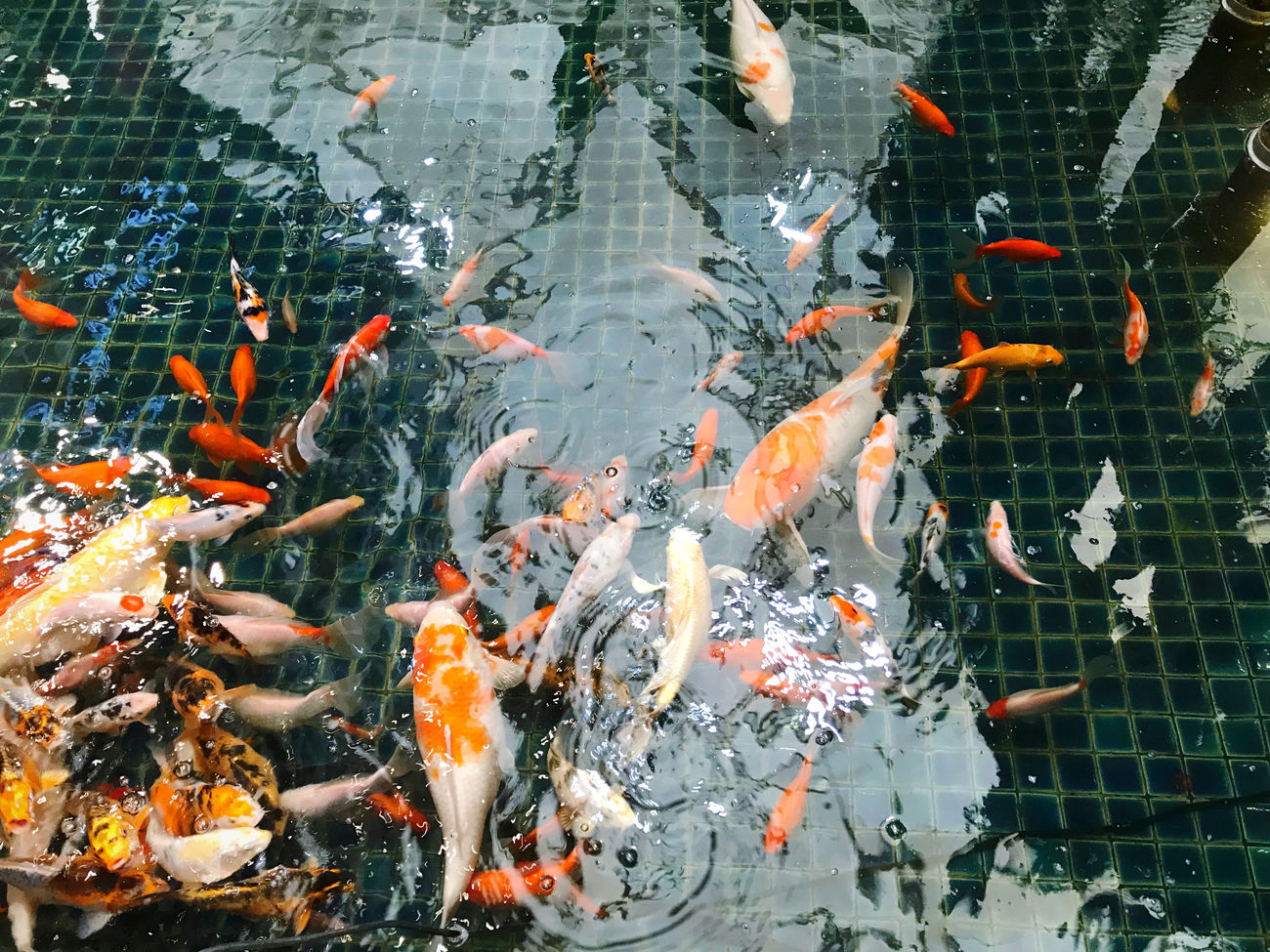 Koi Carp Pictures Curated Photography On Eyeem