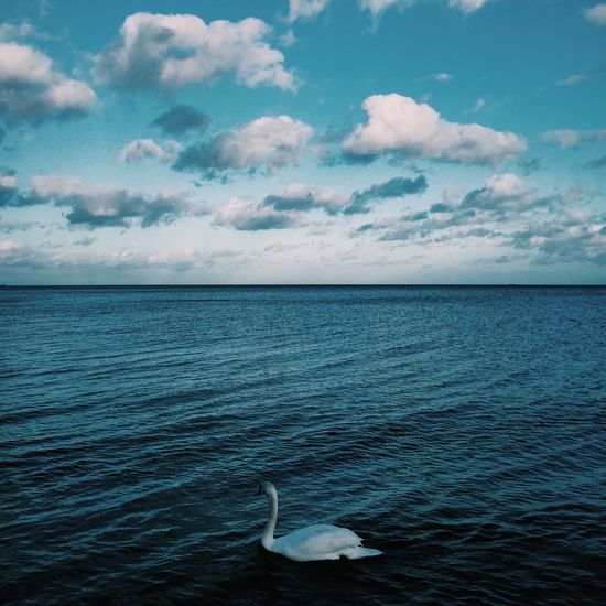 Swan swimming in sea against sky