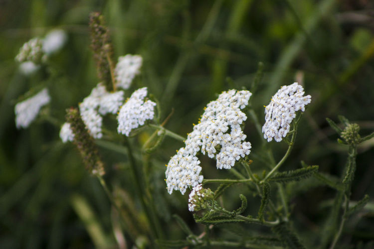 Close-up of white flowering plant