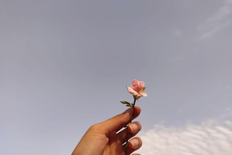 Hand holding red flowering plant against sky