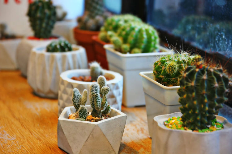 Cactus and succulents in white pot decoration on wood floor in plant shop