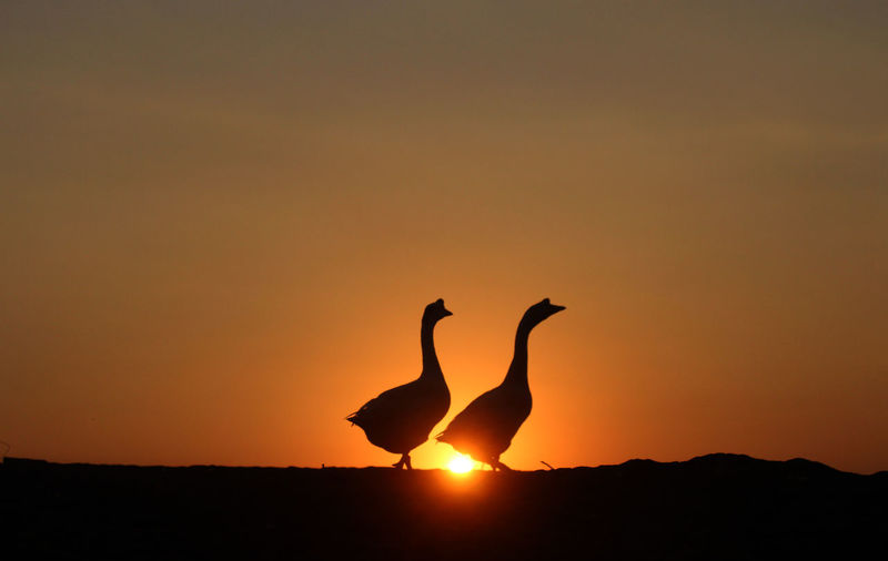 Silhouette birds on a sunset