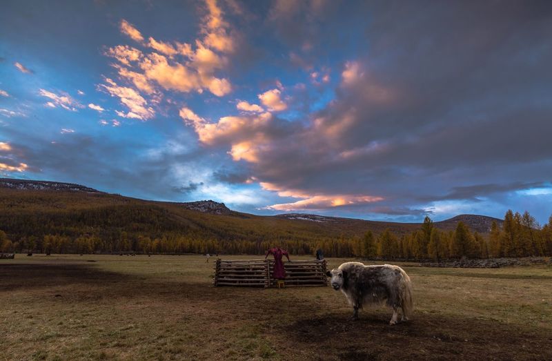 Cow standing on agricultural field against cloudy sky during sunset