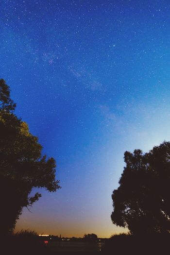 Low angle view of silhouette trees against blue sky at night