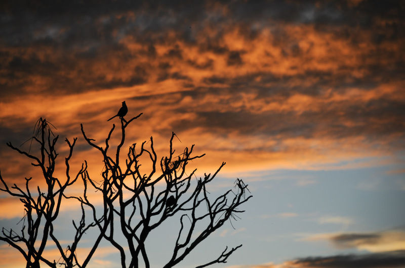 Silhouette bird on bare tree against orange sky
