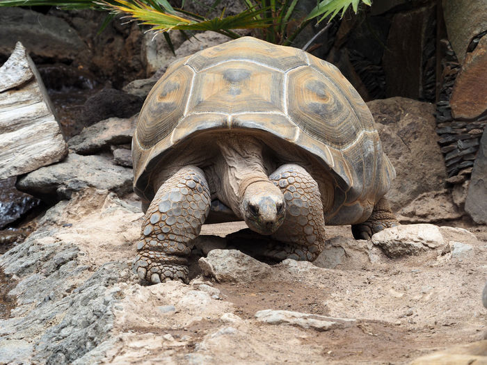 Close-up of tortoise on rock