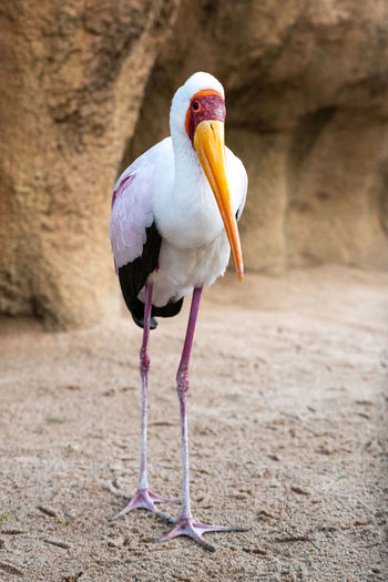 Yellow-billed stork in forest
