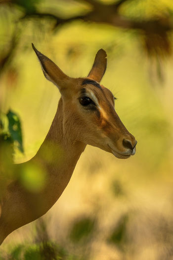 Close-up of female impala in leafy shadows