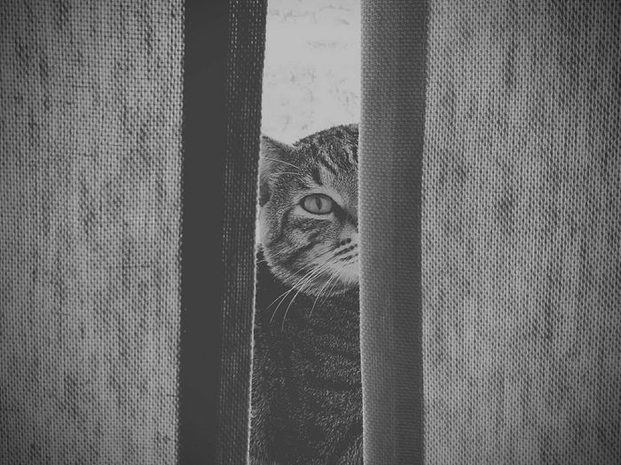 Close-up of cat by curtain