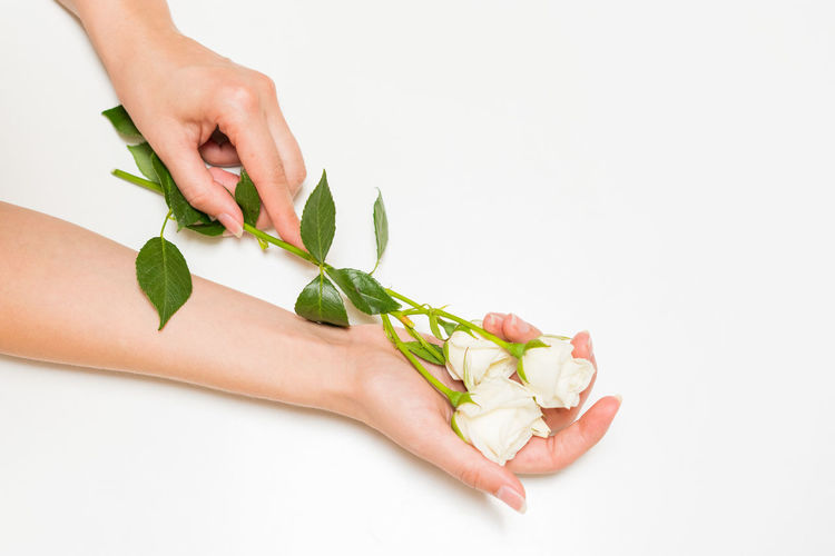 Cropped hands of woman holding plant against white background