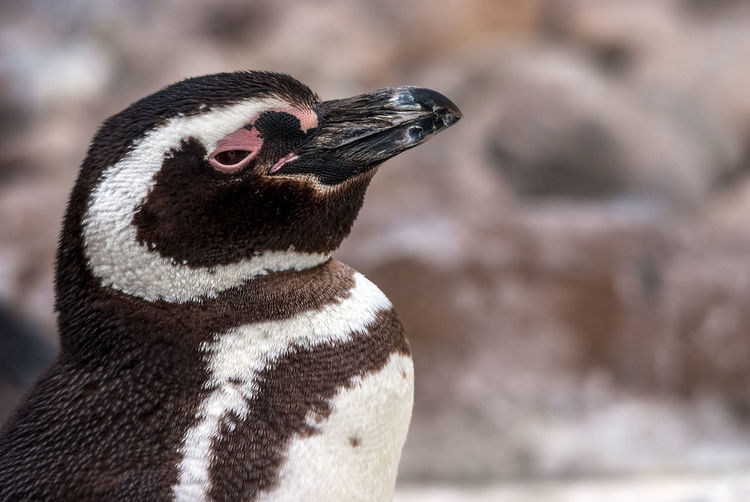 Close-up of a penguin