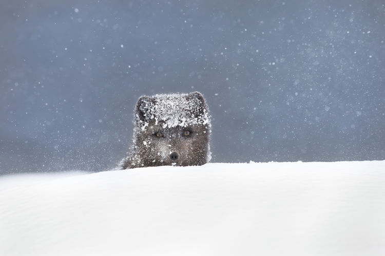 Arctic fox on snow