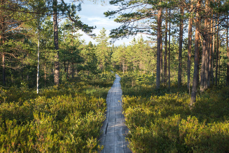 Wooden path in beautiful pine tree forest