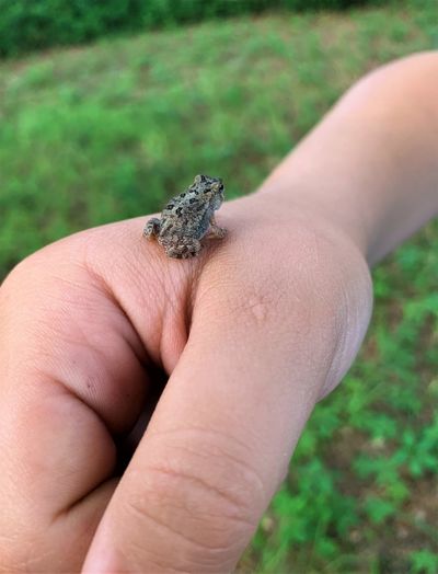 Close-up of hand holding baby frog