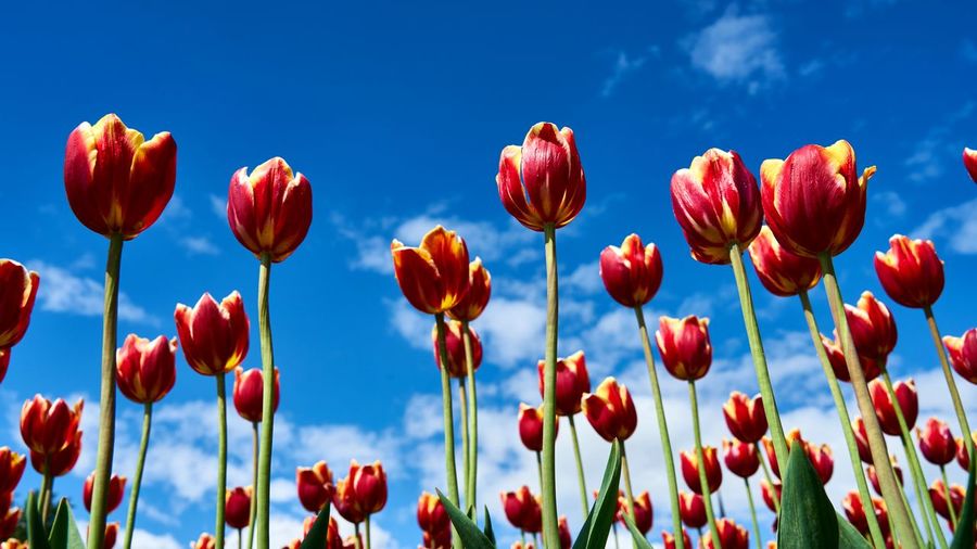 Low angle view of tulips blooming against sky