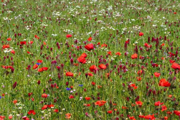 Red poppies growing in field