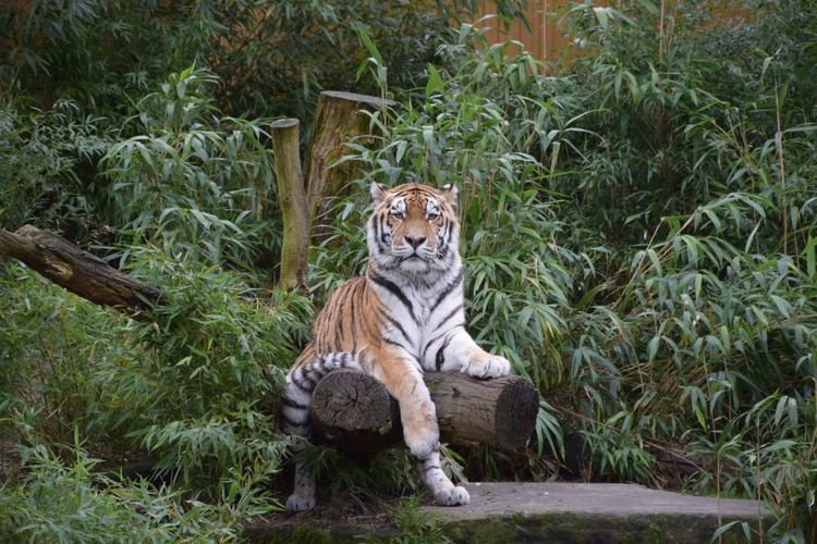 Portrait of tiger sitting on wood