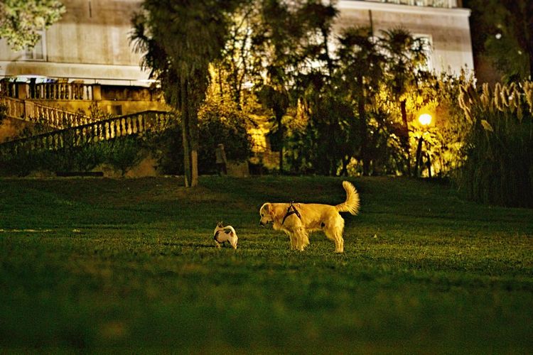 Dog on grass at night