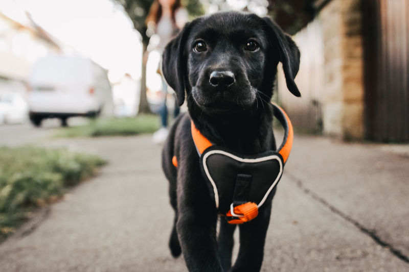 Portrait of black puppy on street