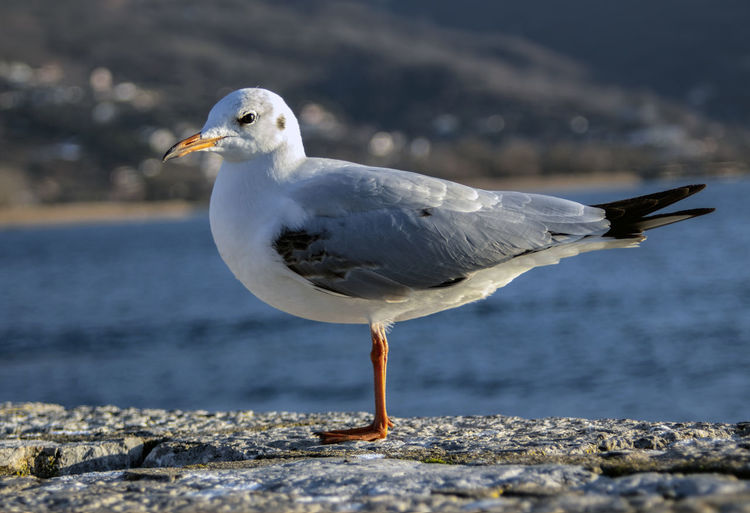 Close-up of seagull perching on a rock against the backdrop of a lake.