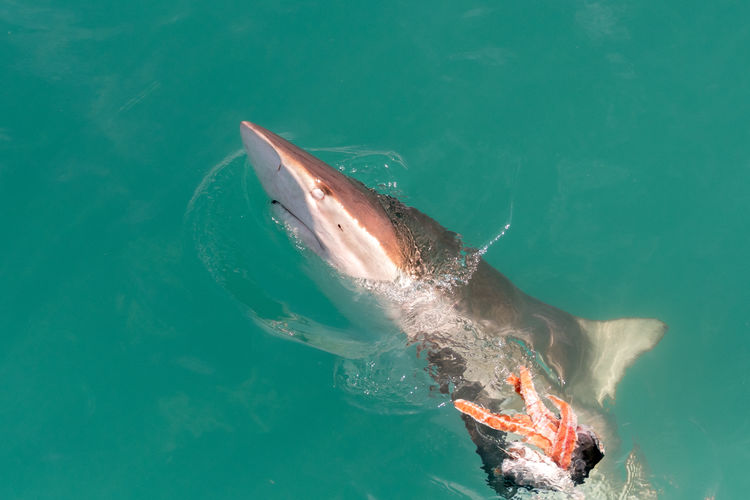 High angle view of shark swimming in sea