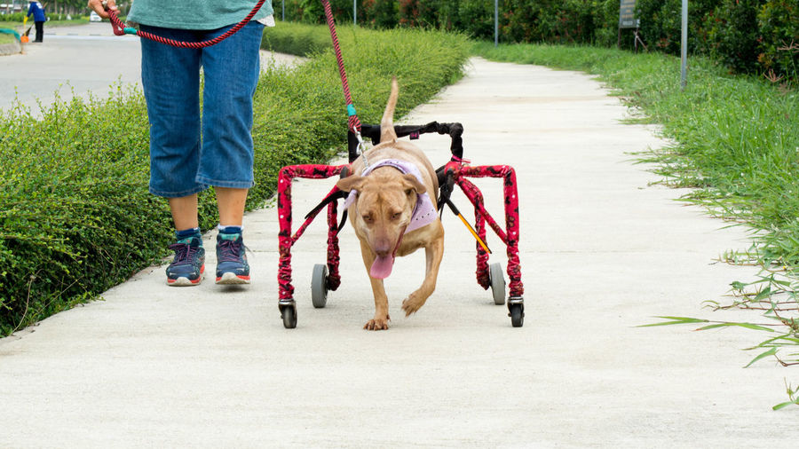 Rear view of man with dog walking on footpath