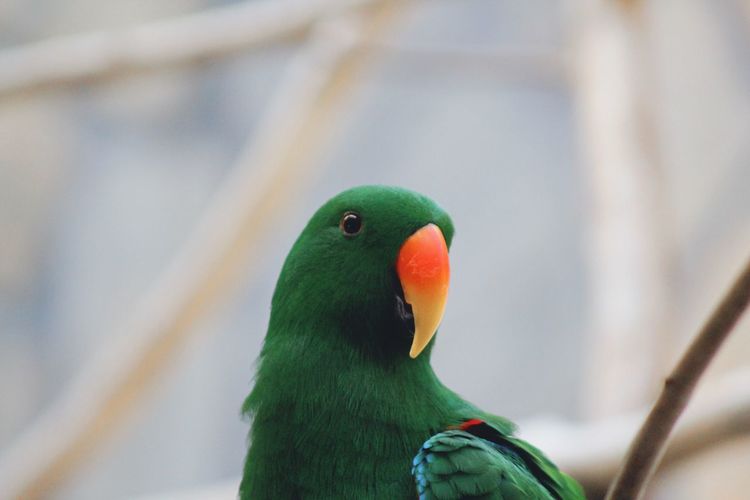 Close-up of eclectus parrot