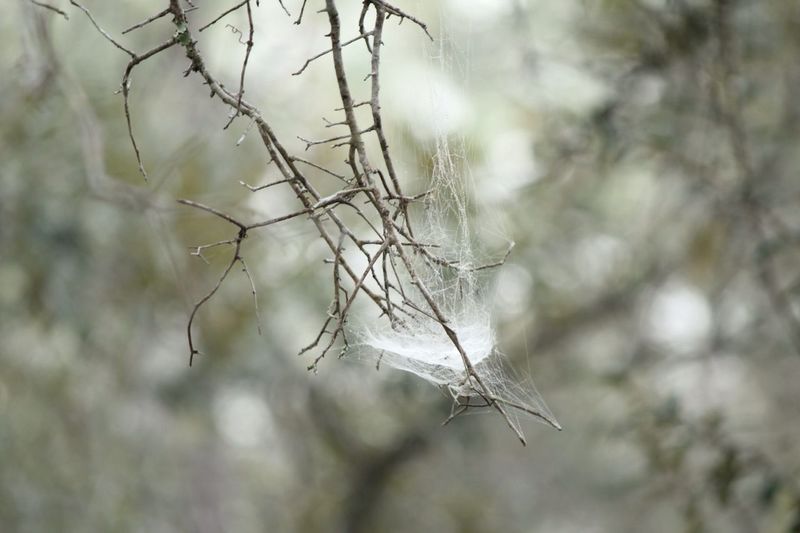 Close-up of plant against white background
