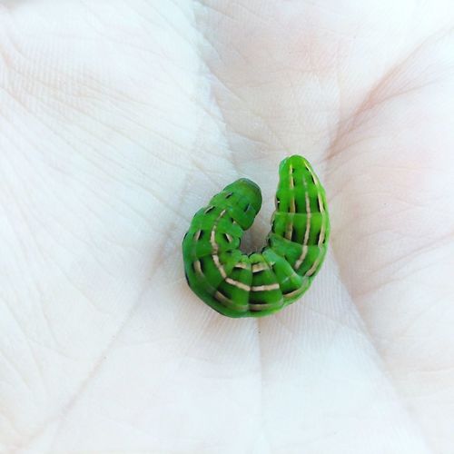 Close-up of hand holding green caterpillar 