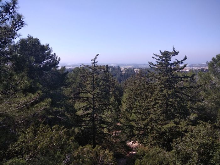 Scenic view of forest against clear sky