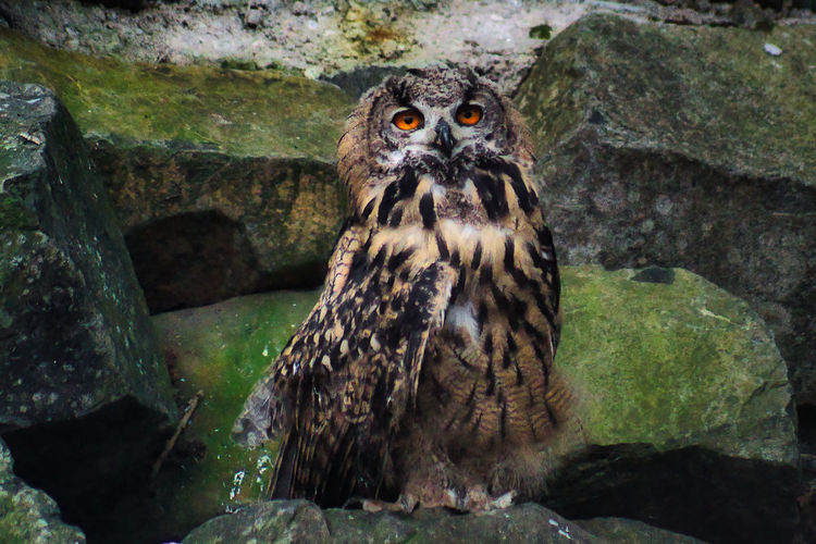 Portrait of owl on rock