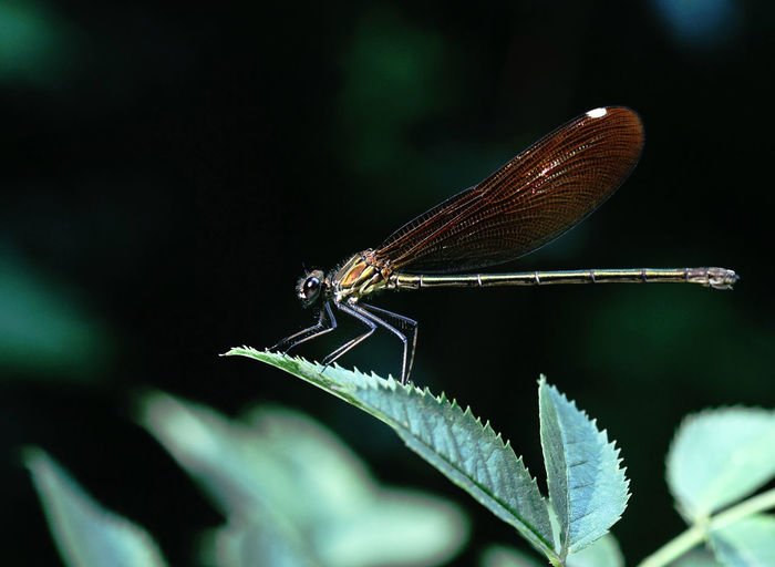 Dragonfly over a green leaf