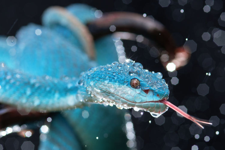 Blue viper snake