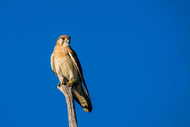 Low angle view of falcon perching against clear blue sky