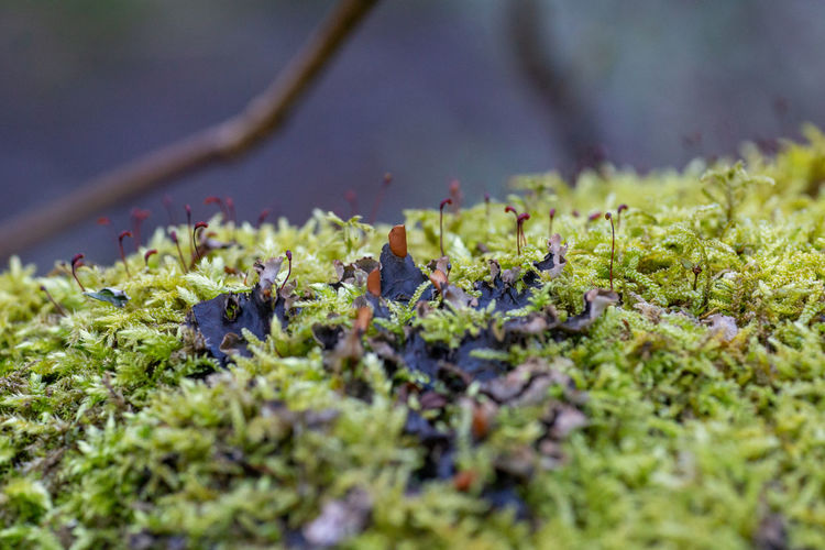 Close-up of plants and moss growing on land