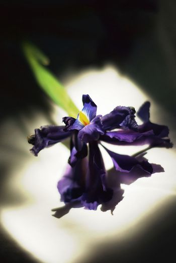 Close-up of iris on leaf