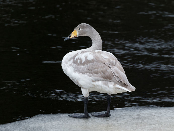 First winter whooper swan perching on ice by an open river