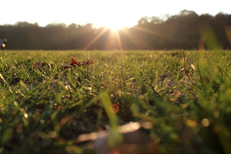 Surface level of grass on field against bright sun