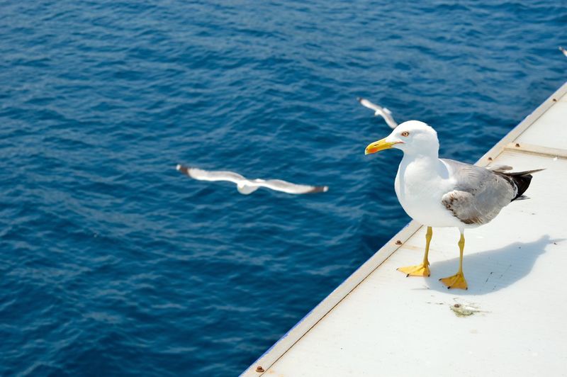 Seagull perching on boat in sea