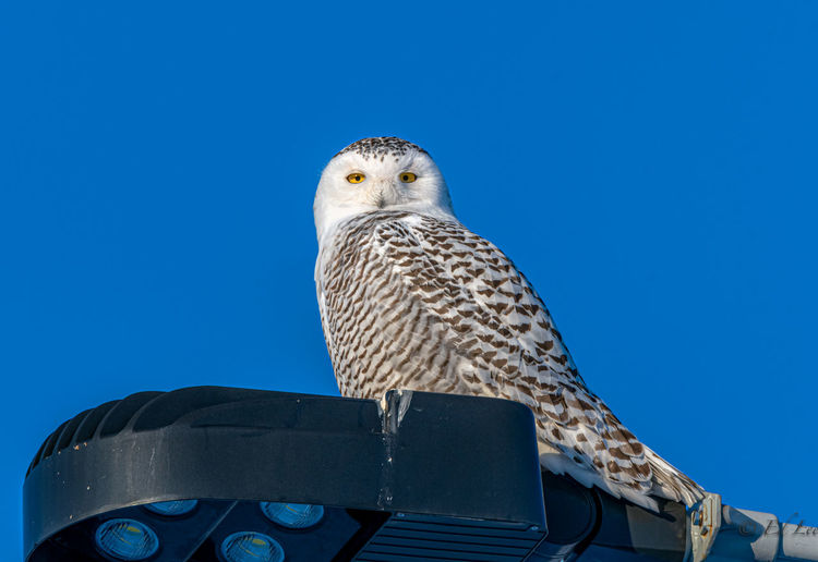 Low angle view of a snowy owl against clear blue sky