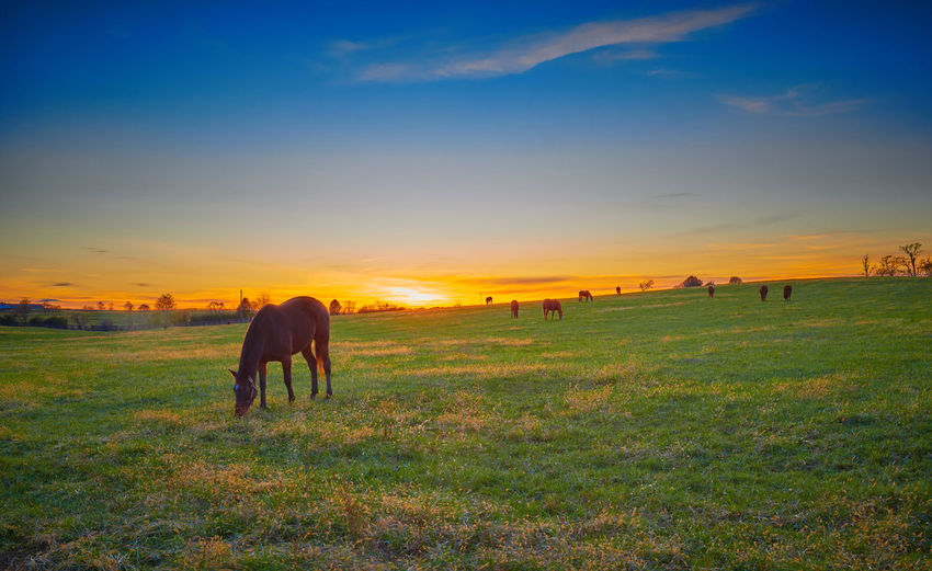 Thoroughbred horses grazing with the setting sun.