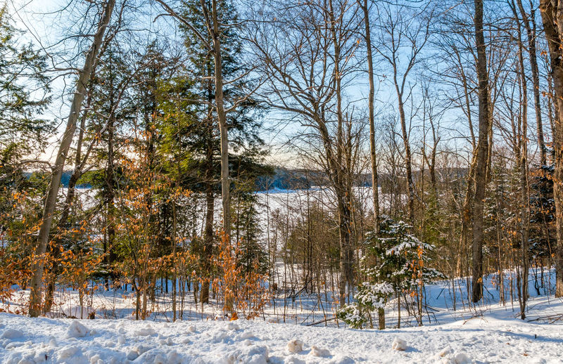 Bare trees on snow covered land