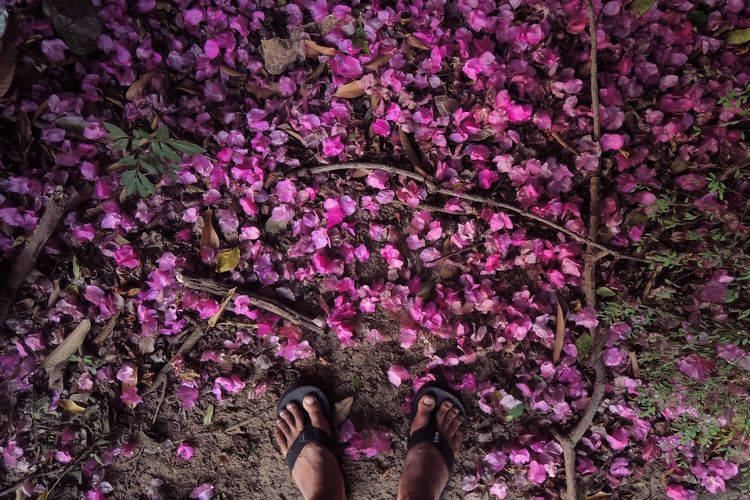 Low section of person standing on pink flowering plants