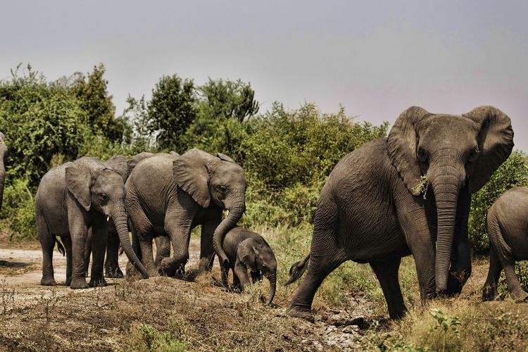 View of elephant on field against sky