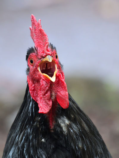 Close up of a chicken squawking 