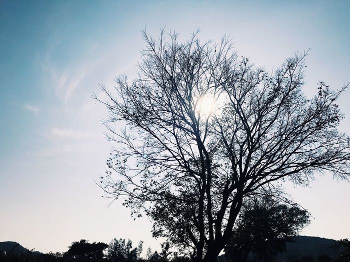 Low angle view of silhouette birds flying against sky