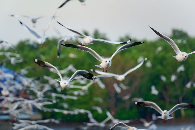Close-up of birds flying