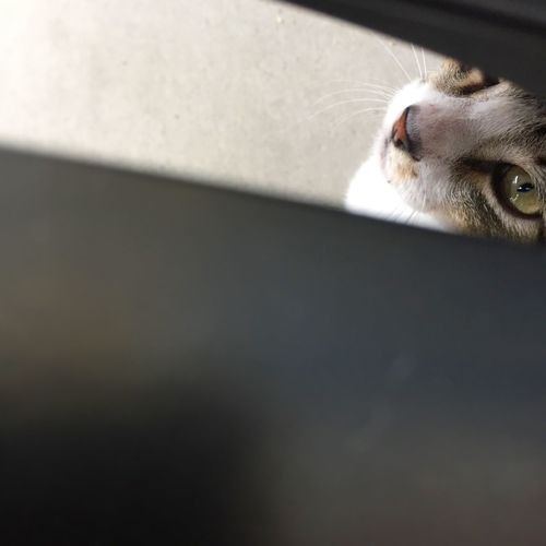 High angle view of cat looking through window